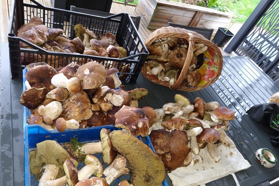 “many porcini mushrooms, but we are still waiting for chanterelles”