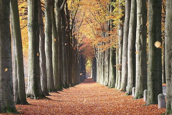 Pendant l'automne, il y a des forêts qui font rêver