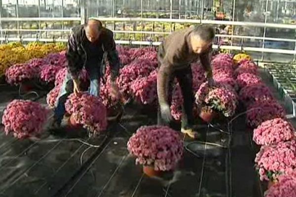 A la Toussaint, pas de vacances pour les producteurs de chrysanthèmes...