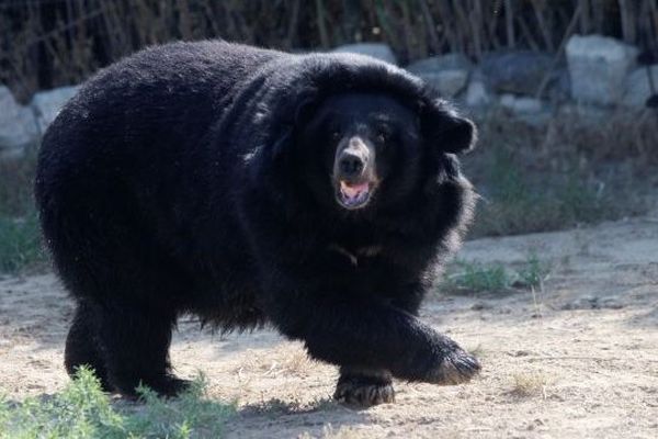 L'ourse Viviane de retour au zoo de Sigean (11) après deux semaines de cavale