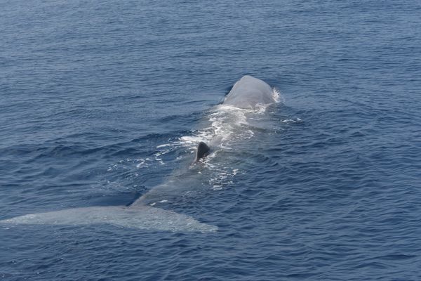 Image d'archive. En 2010, ce cachalot a été observé au large de Villefranche-sur-mer.