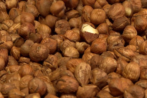 La France consomme 40 000 tonnes de noisettes chaque année et n'en produit que 10 000 ! Autant dire que c'est un marché à prendre.