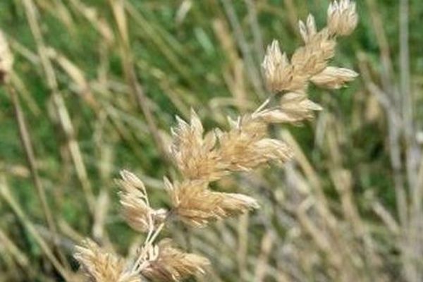 La phalaris aquatica., espèce protégée dans les Alpes-Maritimes. 