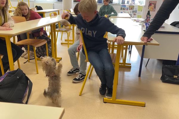 Ubert, la mascotte du collège d'Avesnelles apporte, joie, calme et apaisement pour quiconque l'approche.