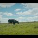 Revoir nos petites vaches. Film de Patrice Laidin. Ici, la race Bretonne pie noir.