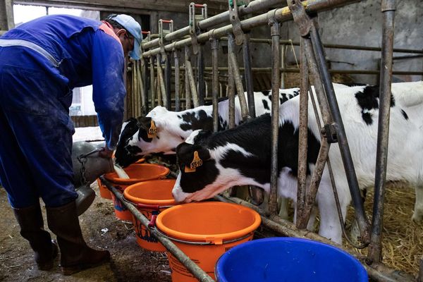 La filière veau a été très impactée par la crise sanitaire.