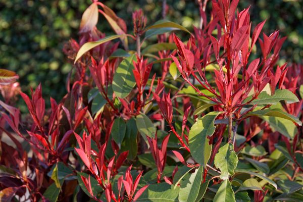 Originaire de Chine et du Japon, le photinia est un arbuste d'ornement occultant. Ses jeunes pousses rougeoyantes sont particulièrement esthétiques.