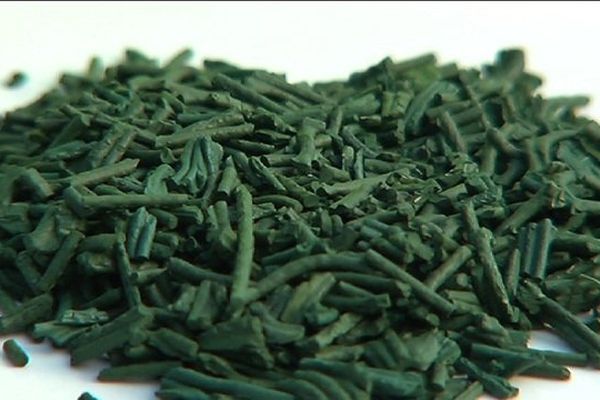 Spiruline séchée et compactée