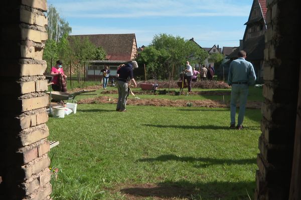 A Rountzenheim-Auenheim, les habitants se retrouvent tous les samedis pour jardiner ensemble.