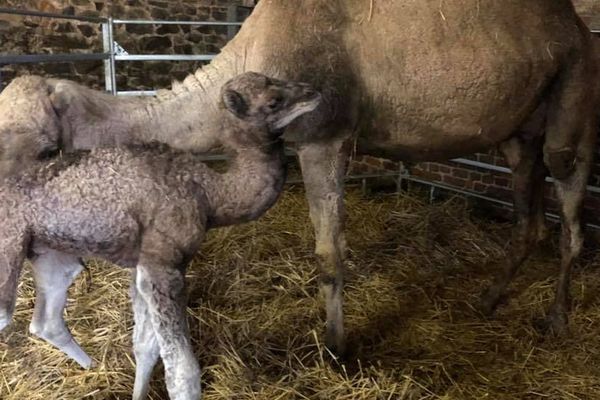 Le bébé dromadaire se porte bien. 