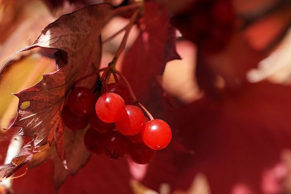 Baies rouges au soleil d'automne