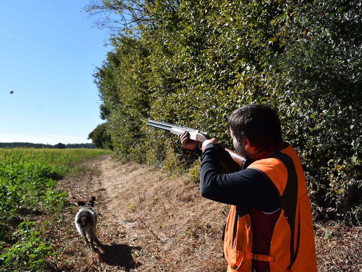 Haute Loire un chasseur vise une biche et tire sur un automobiliste