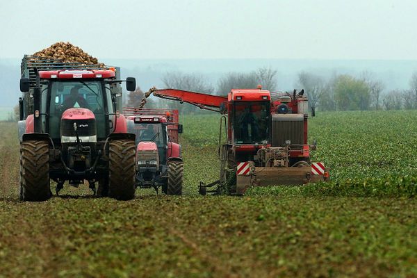 Début de récolte de la betterave à sucre à Bazancourt près de Reims.