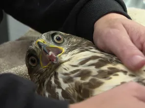 Le centre de soins ne récupère que les animaux blessés par l'humain, comme cette chouette.