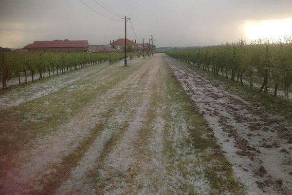 Une partie du vignoble du cognaçais sous la grêle. 