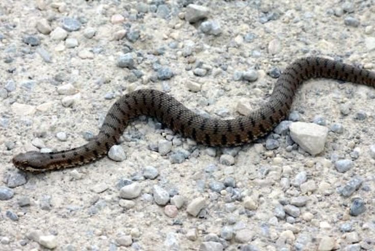 En Savoie Elle Se Fait Mordre Par Une Vipere