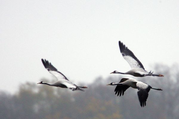 A l'approche de l'hiver, la migration des grues cendrée a débuté. Vous avez peut-être pu les voir dans le ciel de Clermont-Ferrand. 