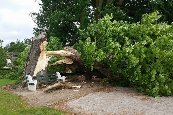 Cet arbre n'a pas supporté la force du vent. 