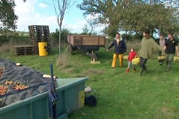 A la ferme du Vastel, bio oblige, le ramassage des pommes se fait à la main