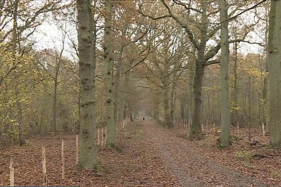 Bois Saint-Martin, nearly 300 hectares of forest open to the public