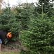 Les sapins sont cultivés sur de grandes parcelles pour être mis en vente.