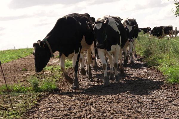 La tonne de lait a été vendue en moyenne 492 euros en Normandie, soit 49 centimes le litre.