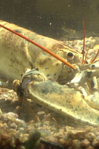 Le homard doré, un cas exceptionnel.