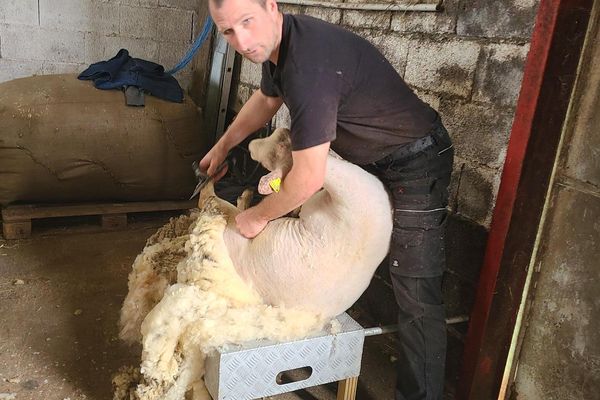 Jérémy Reinbold tond jusqu'à 100 moutons par jour