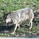 Les loups sont, d'après les derniers chiffres, à peine plus d'un millier en France, ils sont classés comme espèce vulnérable.