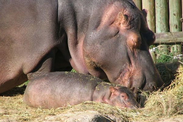 Le bébé hippopotame Paulo est né au Pal, dans l'Allier, ce printemps. C'est la troisième naissance viable depuis 2001.