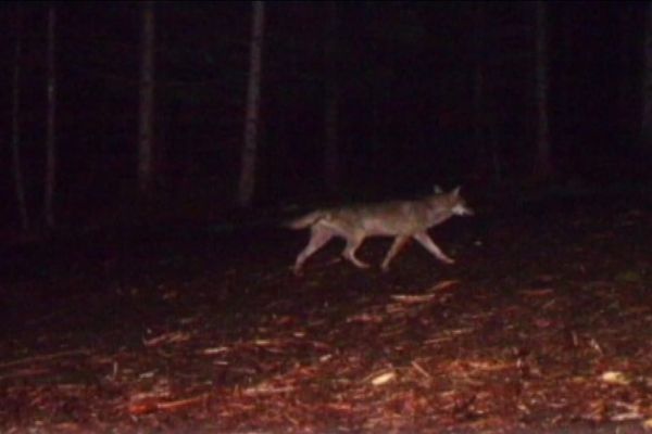 Fin mai, ce cliché d'un loup a été pris par un piège photographique, à Ranrupt.