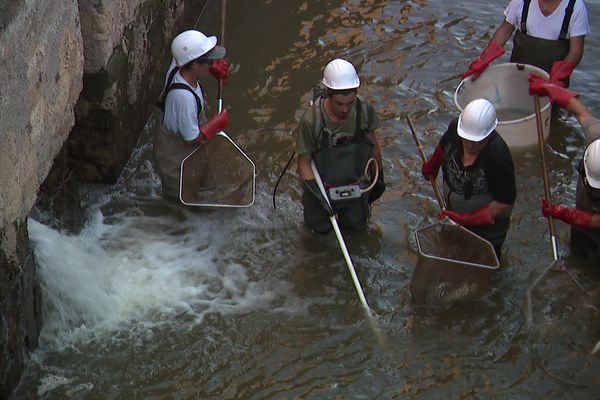 Sécheresse : Les pêches de sauvegarde se multiplient face à la situation catastrophique dans le canal des Vosges.