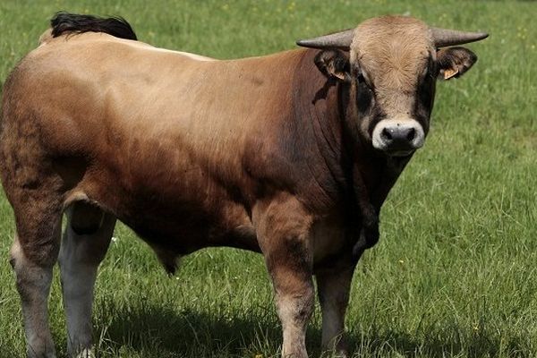 la vache de l'Aubrac a déjà une bonne image nationale