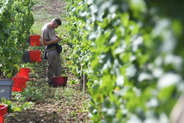 Plusieurs kilogrammes de raisin ont été volés dans un vignoble du Bas-Rhin