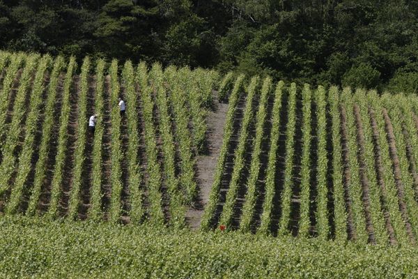 Des vignes en Champagne