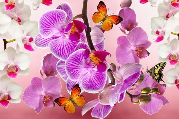 Les magnifiques orchidées ont inspiré les artistes de l'École de Nancy