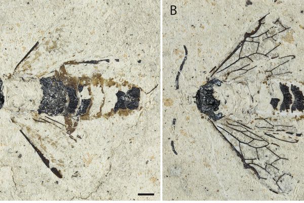 Le fossile de l'Empria Sammuti, une variété de guêpe découverte par Rose et Claude Sammut dans le Cantal.