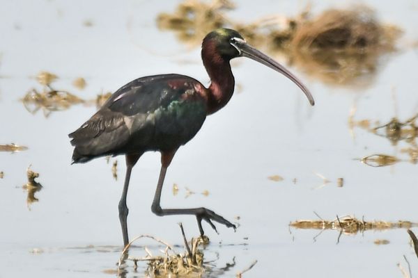 L'ibis falcinelle est de plus en plus visible en Camargue.