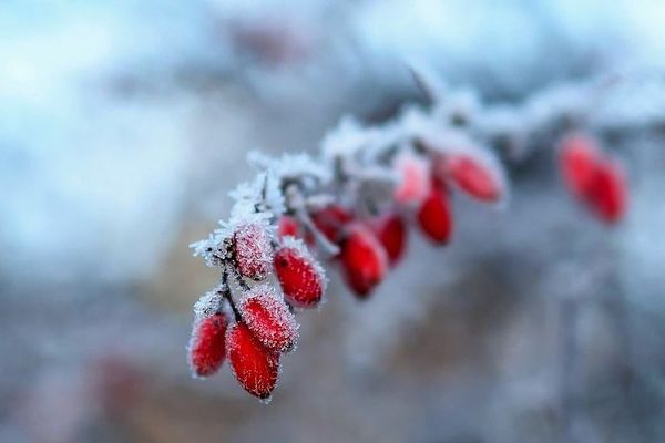 Les températures s'annoncent froides dans les prochains jours, prévient Météo France.