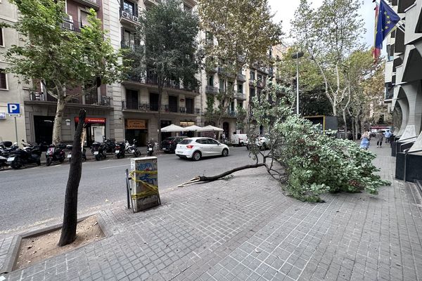 Un nouvel arbre est tombé ce 5 octobre à Barcelone. C'est le neuvième en quelques semaines.