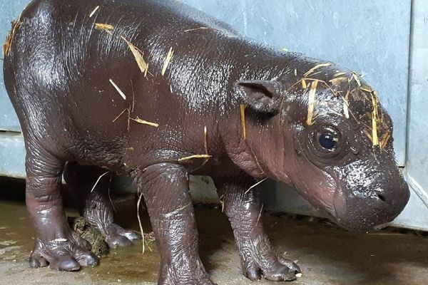 La petite hippopotame pygmée est née jeudi 11 octobre 2018, au parc de Branféré. 