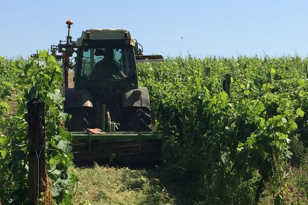 Au Domaine de Revel, Mickaël Raynal couche les herbes au lieu de les arracher pour maintenir la vie dans le sol.