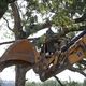 Une dizaine de manifestants sont encore dans les arbres et sur le toit de la maison