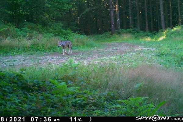 Un loup aperçu à Labastide-Rouairoux (Tarn) en août dernier.