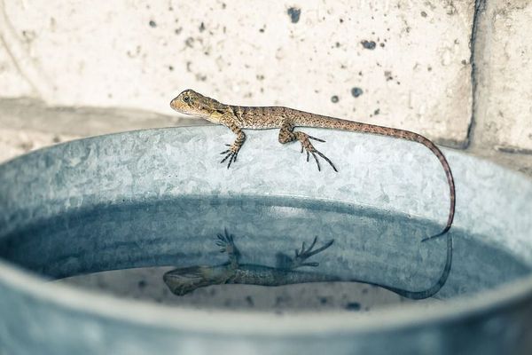 Lézard au bord d'un seau d'eau