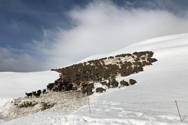 Un troupeau bloqué au col du Glandon en Savoie ce lundi 28 septembre.