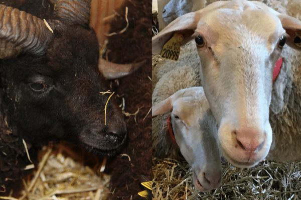 Le mouton d'Ouessant et la brebis de Lacaune