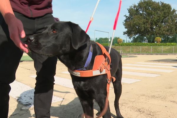 Mais avant de se mettre au travail, les chiens guides d'aveugles sont formés pendant deux ans et accueillis en parallèle chez une famille d'accueil