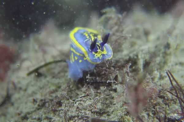 L'écosystème du bassin d'Arcachon est menacé par la hausses des températures de l'océan Atlantique.