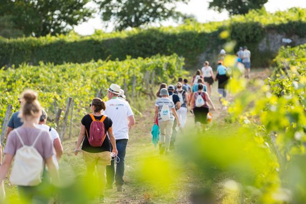 Des coteaux d'Ancenis à la Touraine, la VVR propose 18 balades œnologiques pour découvrir les vignobles du Val de Loire 